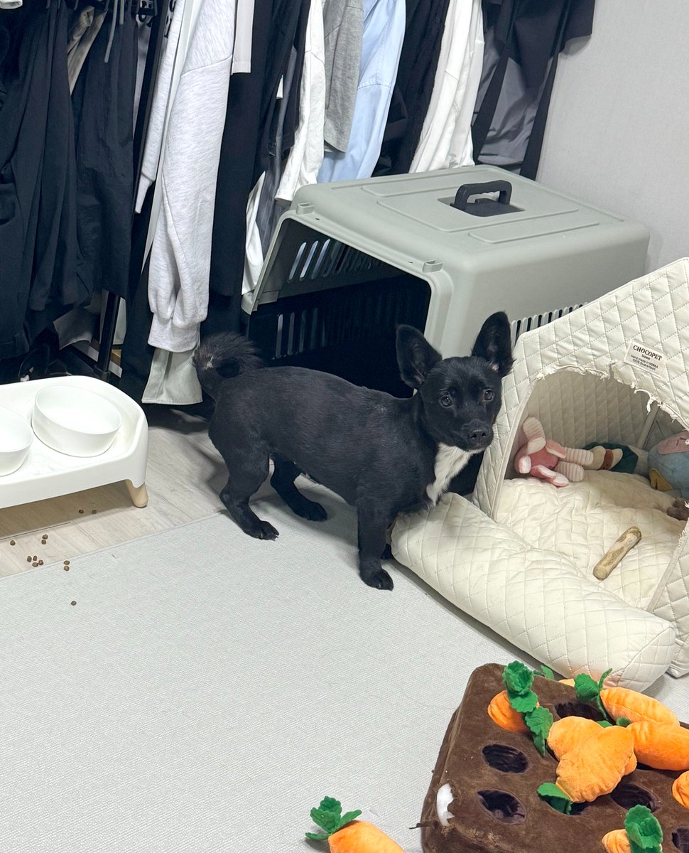 _Ggogam's tweet photo. RT추첨❤️
임보 중인 강아지 '음표'의 평생 가족을 찾아요!
치명적인 비율이 정말 사랑스러워요🥹
2살 추정, 짖음/입질 없고 정말 순한 쫄보 강쥐!

임보 종료일 10/25에 추첨 1분
선물하기 5만원권 드립니다🎶 https://t.co/vvcTiYQSJr