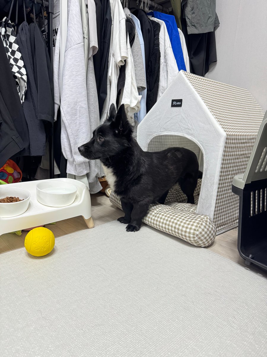 _Ggogam's tweet photo. RT추첨❤️
임보 중인 강아지 '음표'의 평생 가족을 찾아요!
치명적인 비율이 정말 사랑스러워요🥹
2살 추정, 짖음/입질 없고 정말 순한 쫄보 강쥐!

임보 종료일 10/25에 추첨 1분
선물하기 5만원권 드립니다🎶 https://t.co/vvcTiYQSJr