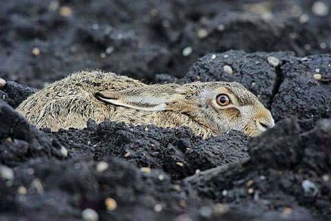 pxequin's tweet photo. this Fellow has learned to become completely invisible so that it can obtain #Pizza for #Pizzafriday tonight…. Do you see it???? 💝💝💝💝🐇🐇🐇 https://t.co/7LmOPDv9oK