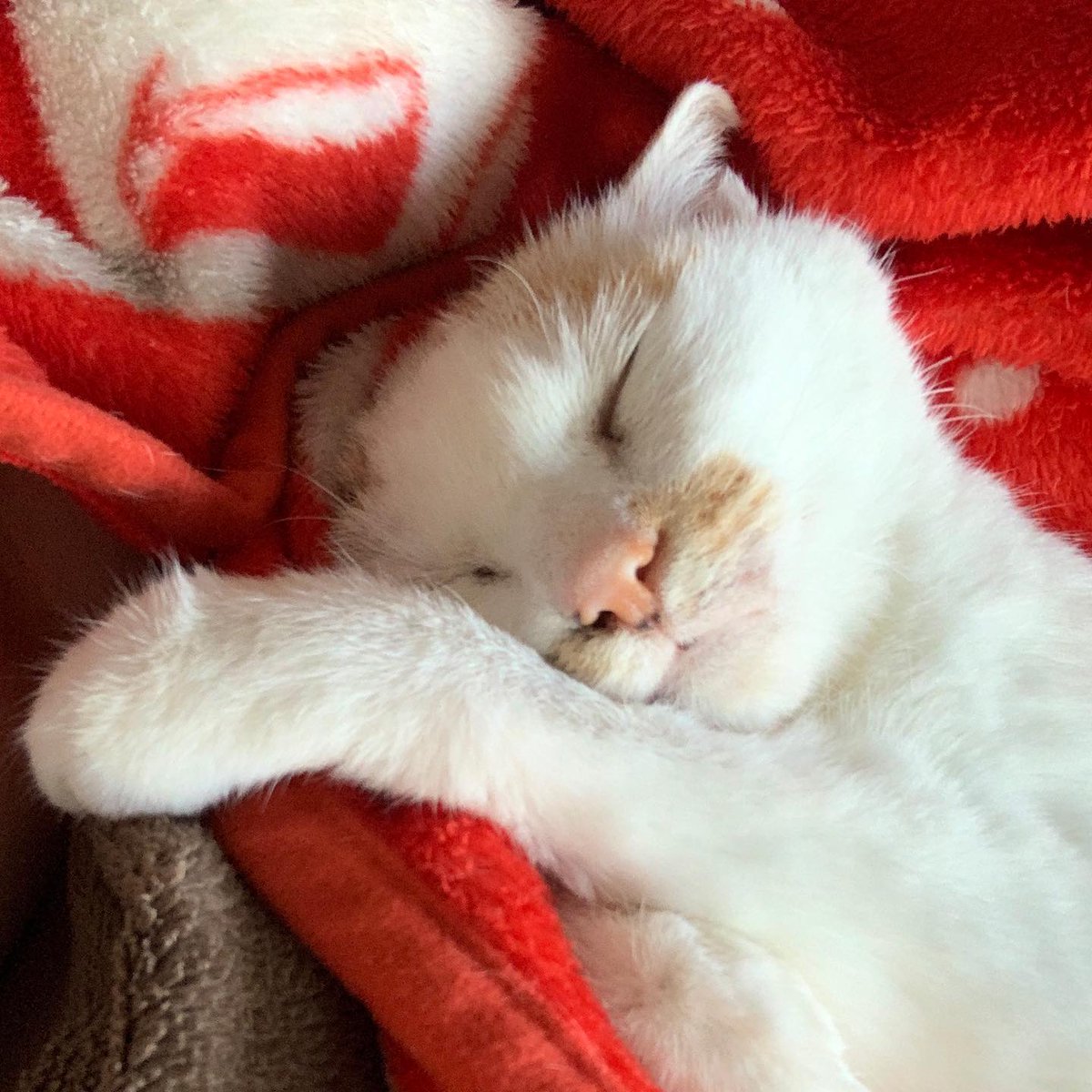 ForrestHinhq8d's tweet photo. Existence is merely a series of naps punctuated by questioning the point of it all... thoughts? https://t.co/O7KUZRZHDb