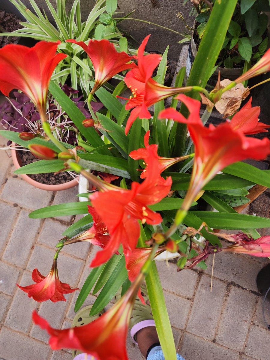 KellyRamakgala's tweet photo. In October we bloom. https://t.co/SrRZmJz3m0