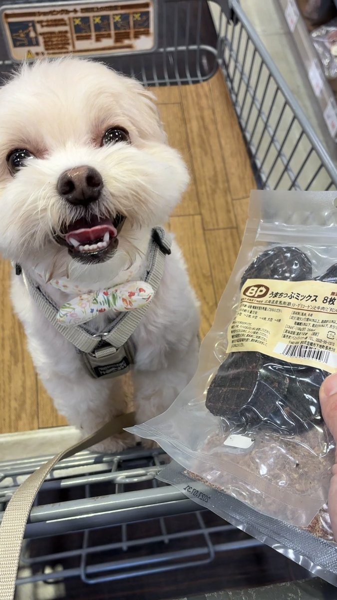 MONKEYWOOOOO's tweet photo. 突然トイザらスに行くよって言われて、欲しかったプレゼントを本当に買ってもらえるとわかって、目を輝かせて喜んでる子どもくらいの笑顔 https://t.co/bx6M11EL2N