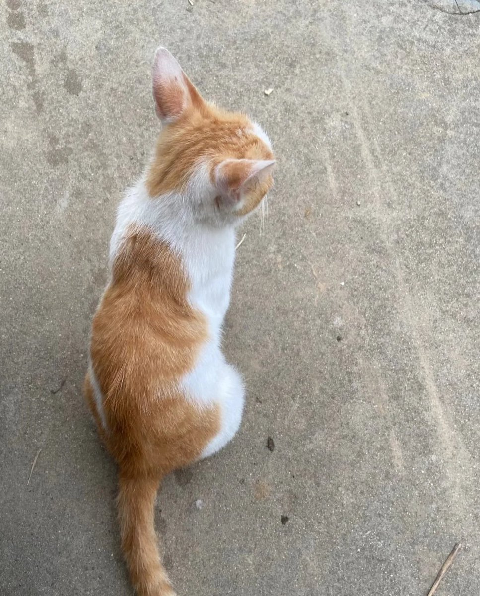 _Celeste_cc91's tweet photo. The kitten also seemed to be wondering why its owner was taking so long to come home today https://t.co/Ucp2PR5kv9