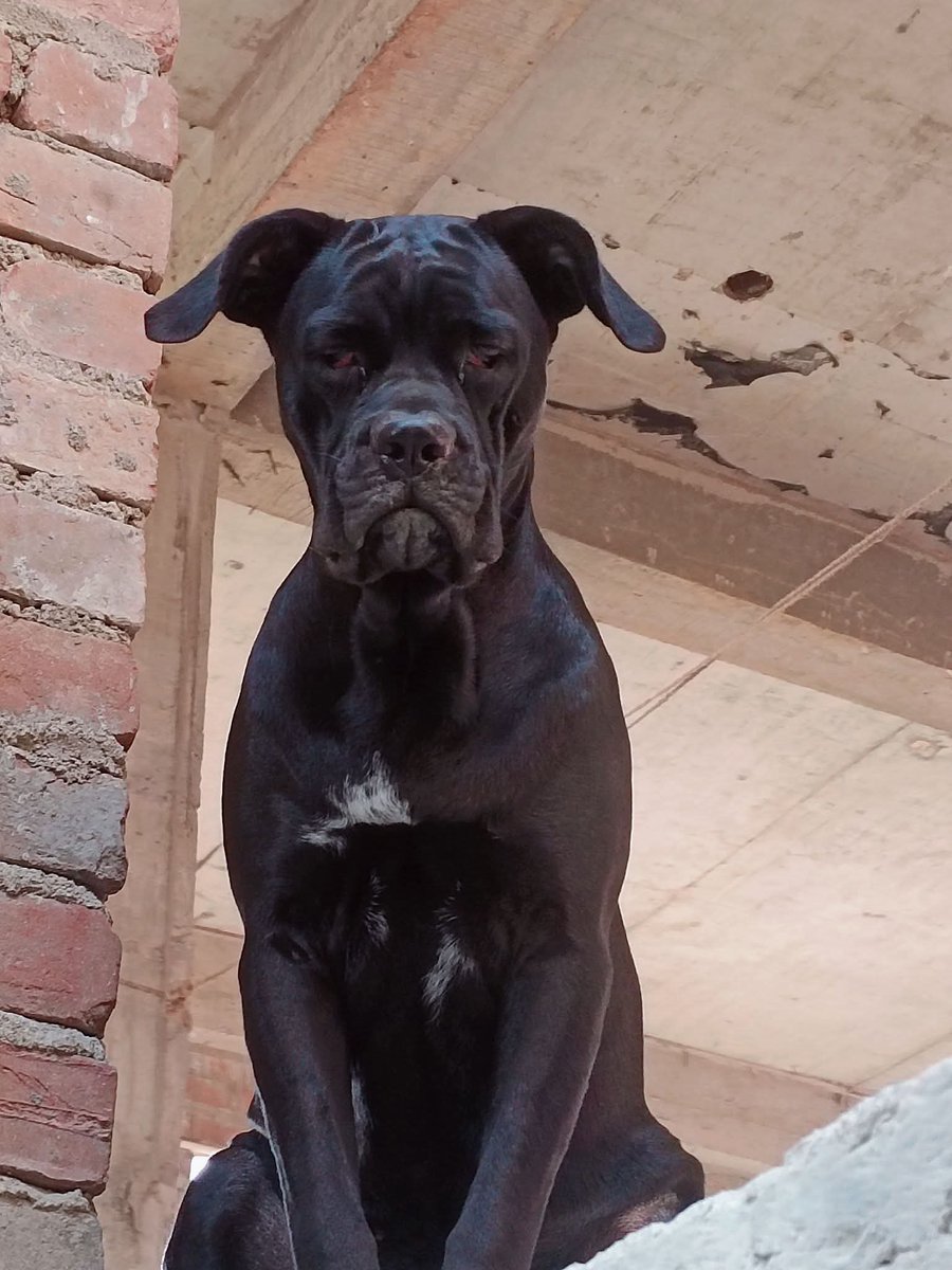 ShrutiSanjana1's tweet photo. Happy National Black Dog Day! Letโs see โem ๐โ๐ฆบ ๐๐พ
#cancorso #canecorsolife #blackdog #blackpanther https://t.co/ZbqBx6aJC8