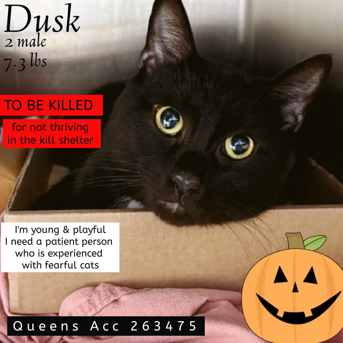 ngremmy's tweet photo. 🆘Please REPOST-adopt-foster🆘

DUSK is on the “emergency placement” list at NYC AC&amp;C and needs out of the shelter by 12 NOON 10/3!

#TeamKittySOS https://t.co/nATdoCRqbP https://t.co/D4w2jNLDbh