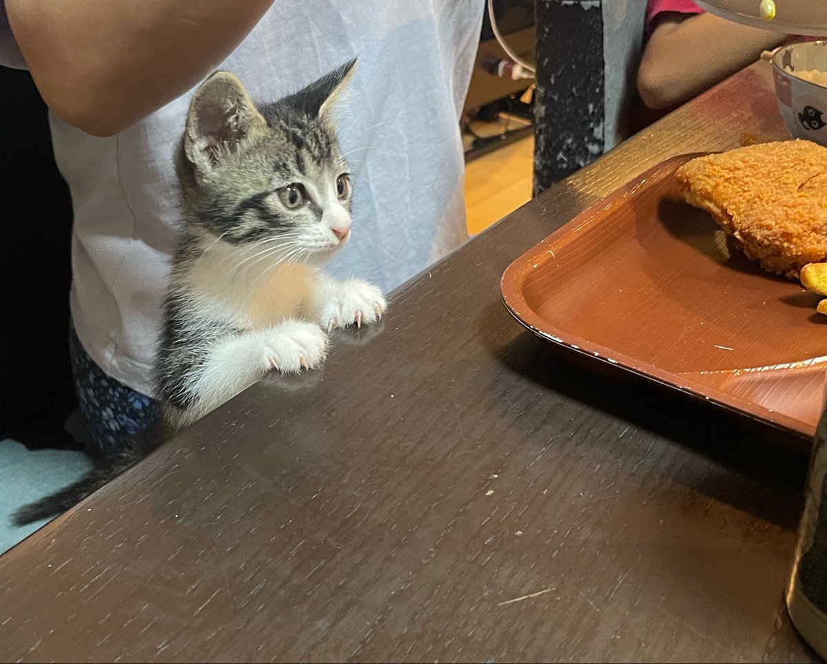 R453374510's tweet photo. ちゃっかりケンタッキー待ちをしている
弟猫ロキくん https://t.co/VxFcyKImGv