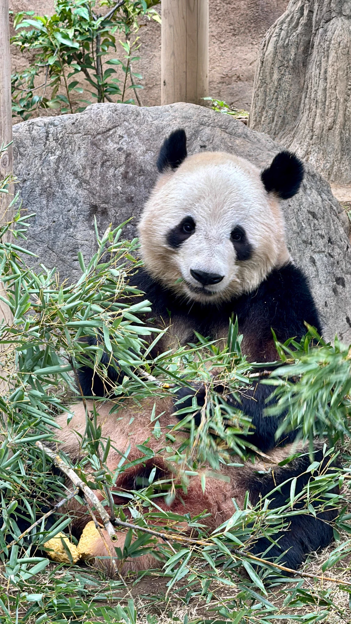 panda_xiang_xiang on X: 