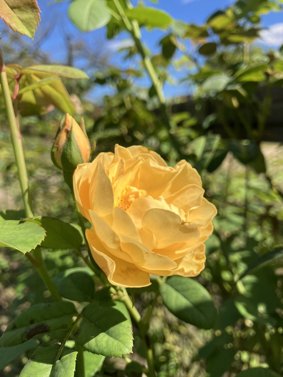 RSKbaraen's tweet photo. RSKバラ園です🌹

青空に映える「つるローズうらら」
季節の庭では黄色の「グラハムトーマス」や「サルビアロックンロール」などが
開花しています！

#RSKバラ園 #グラハムトーマス
#ローズうらら #サルビア https://t.co/knqgKHQBb5