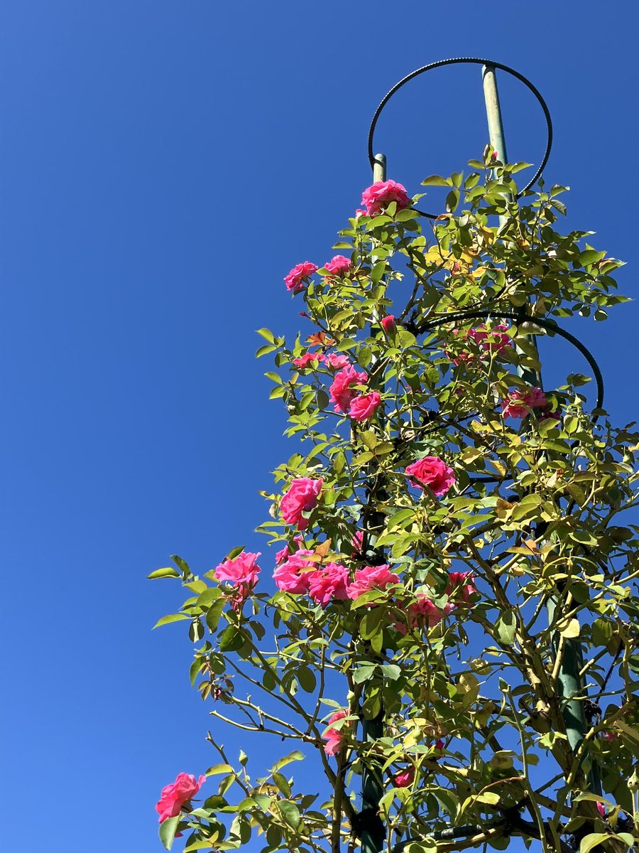 RSKbaraen's tweet photo. RSKバラ園です🌹

青空に映える「つるローズうらら」
季節の庭では黄色の「グラハムトーマス」や「サルビアロックンロール」などが
開花しています！

#RSKバラ園 #グラハムトーマス
#ローズうらら #サルビア https://t.co/knqgKHQBb5