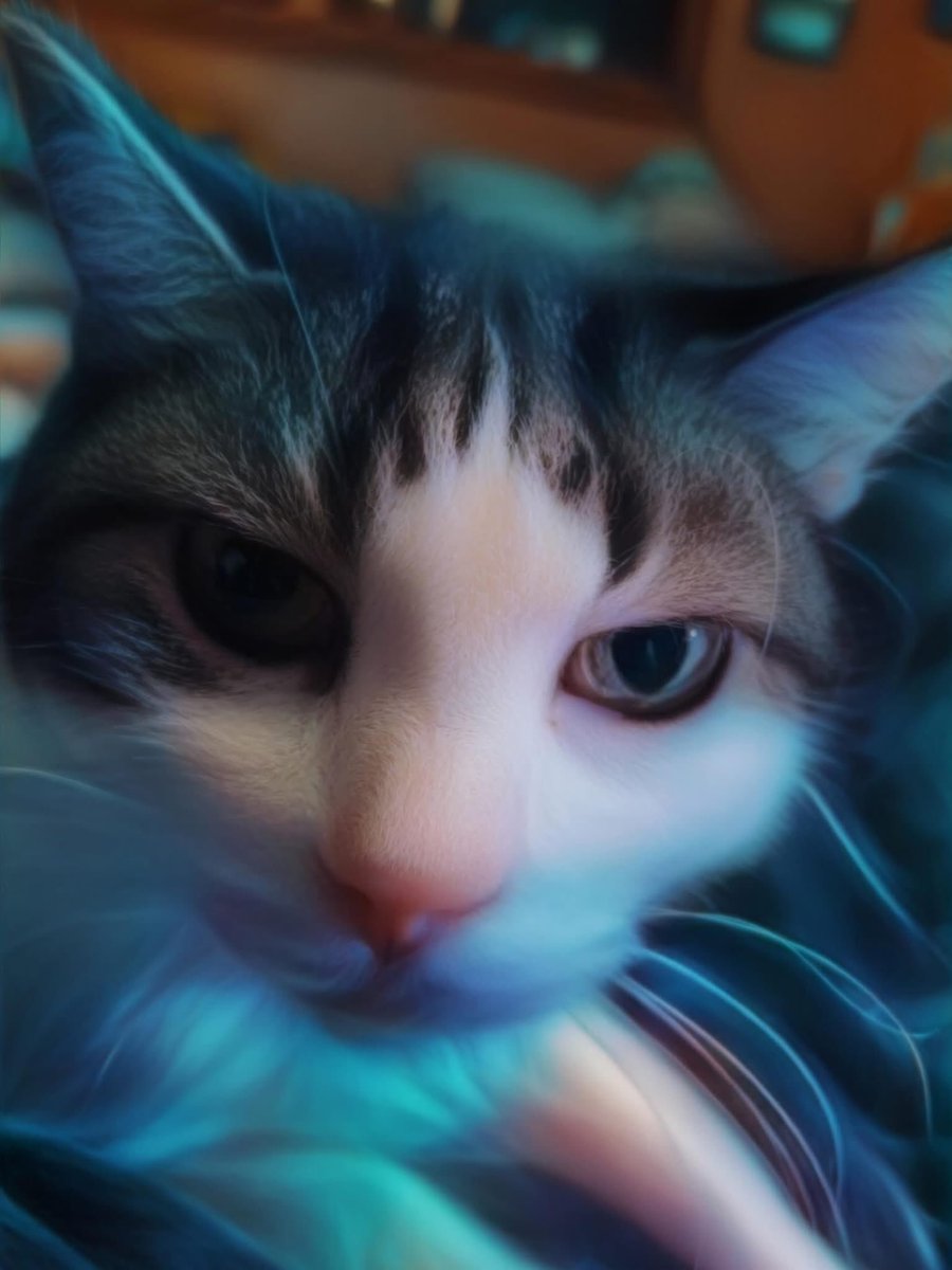 shellyshell2u's tweet photo. Curly πΊ #catselfie #cats_of_instagram #catsofinstagram #catstagram #cats_of_world #catsoftheday #instacat #catsofig #catsoftwitter #catsofbluesky #cat #cats #snapchat #curlythecat https://t.co/G0i9uHMPYV