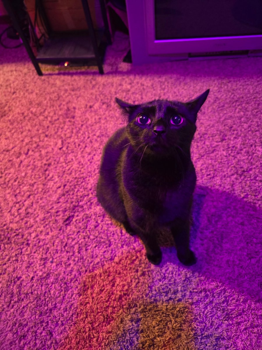 rats7's tweet photo. i don't know what he wants but he really wants something. https://t.co/faUnOjTyjL