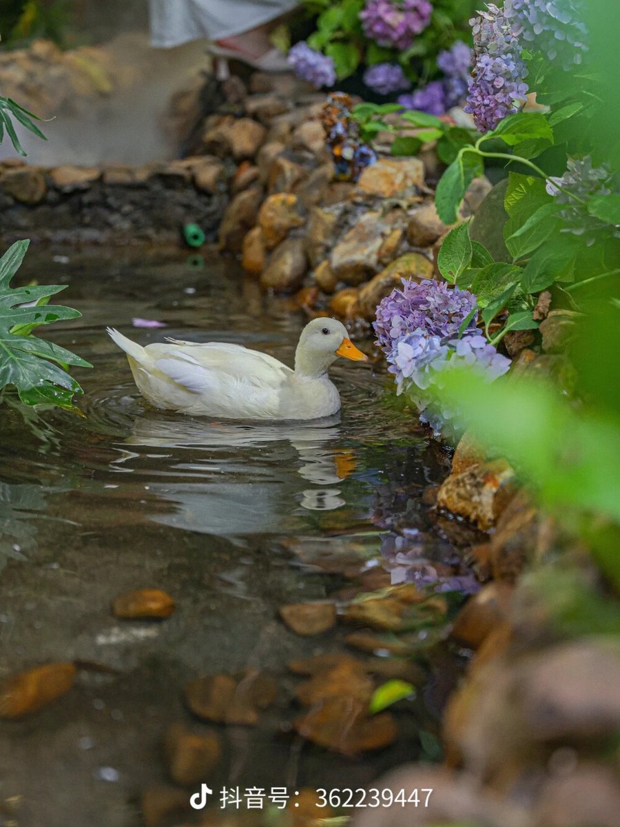 7Lbofj1FHm4wJX2's tweet photo. Quiet Zhai and ducks lazing in the sun—simple joys hit different. https://t.co/Q3uHC0d3rh
