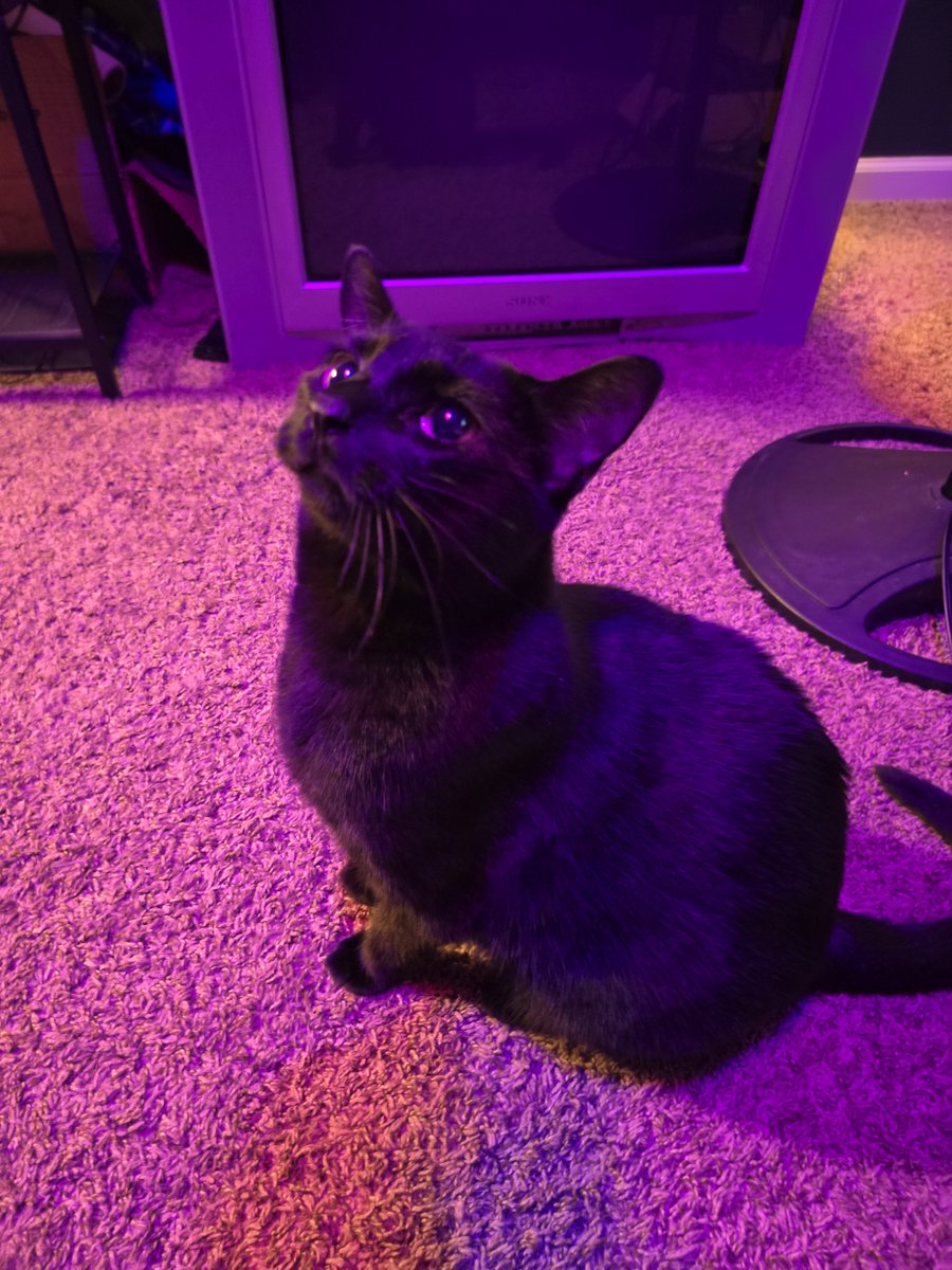 rats7's tweet photo. i don't know what he wants but he really wants something. https://t.co/faUnOjTyjL
