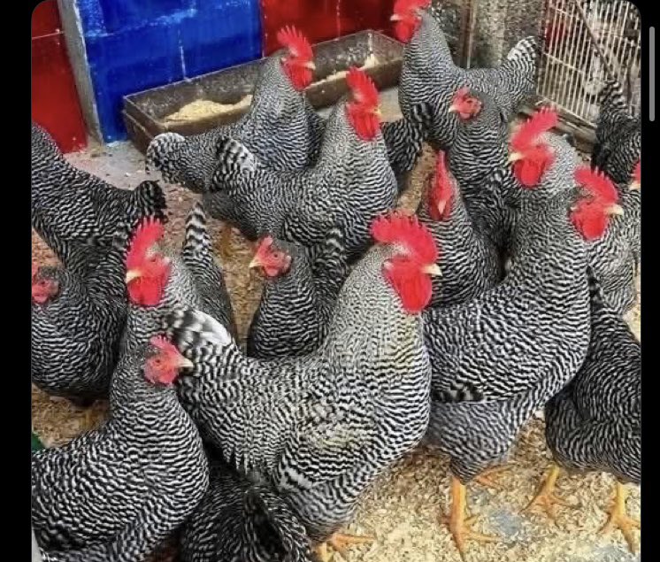 mariolexxx's tweet photo. All of a sudden, These particular fowls just disappear https://t.co/cunZtqqBCu