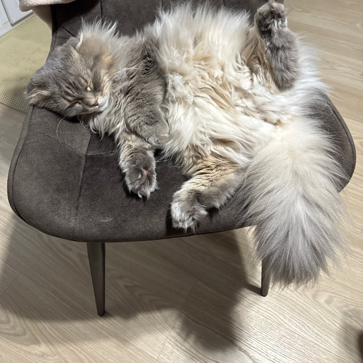 shoncatog's tweet photo. Ownership is a detrimental state of mind that allows what you think you own to own you 

FypKru2652266cJjMveN461Q7F2DkWHCVeTpXGyLpump

$SHONCAT @shoncatog #top1memecat #solana @solana @Pumpfun https://t.co/cJo5DEw8SC