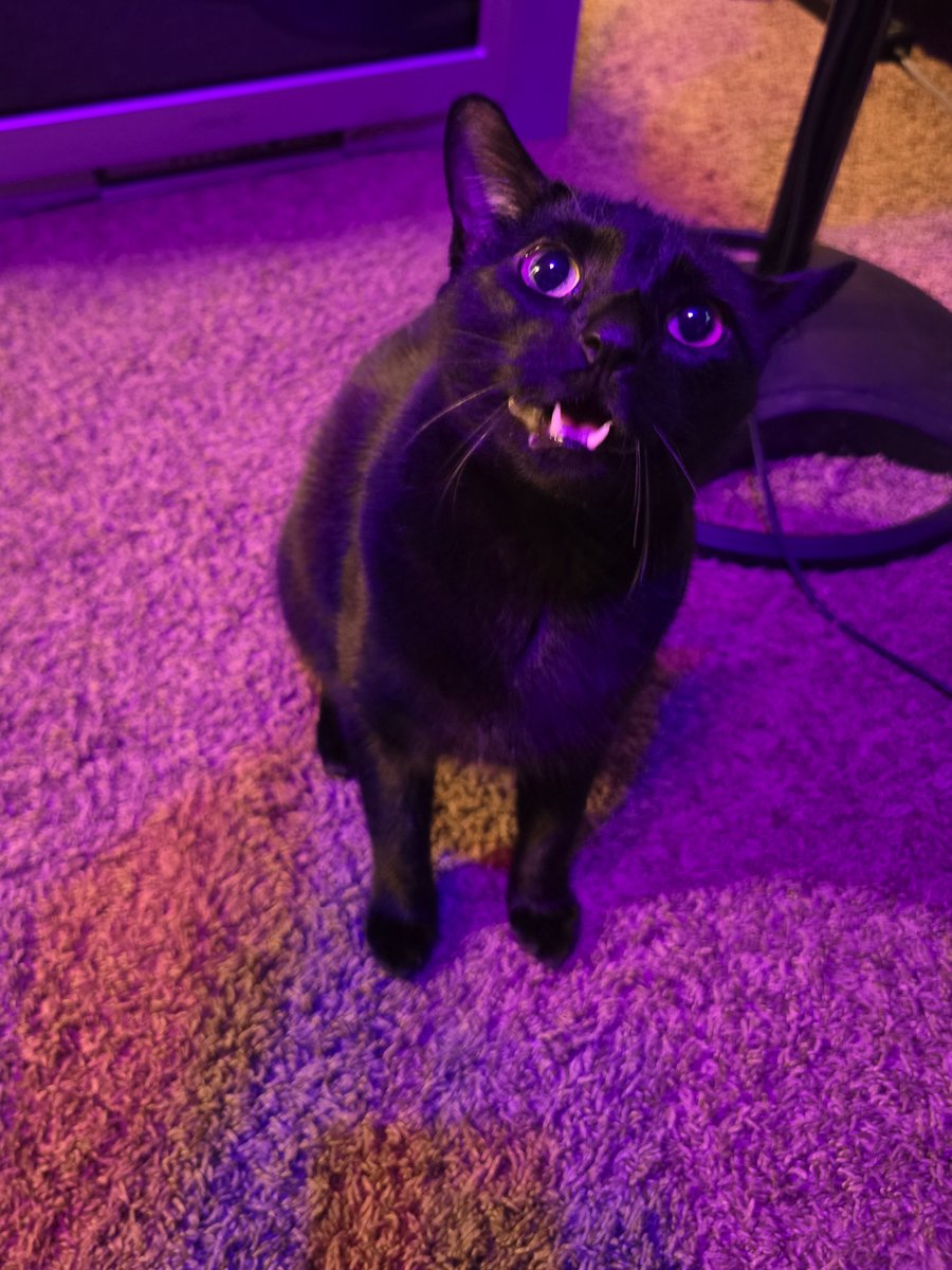 rats7's tweet photo. i don't know what he wants but he really wants something. https://t.co/faUnOjTyjL