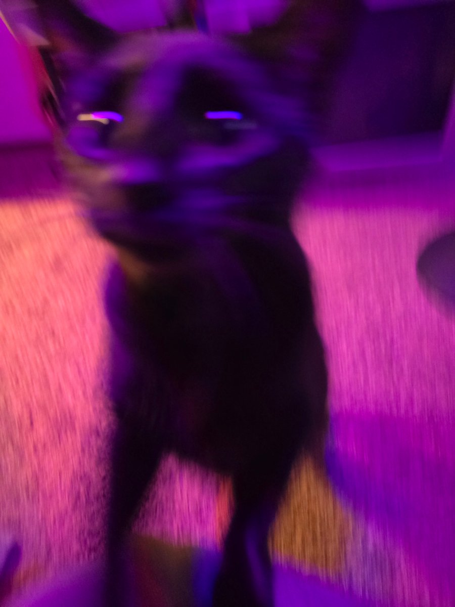 rats7's tweet photo. i don't know what he wants but he really wants something. https://t.co/faUnOjTyjL
