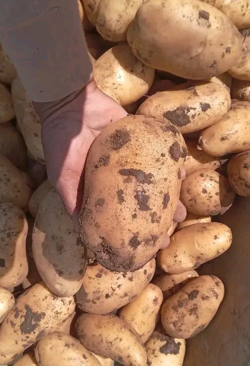UwaseKeilla's tweet photo. Every big harvest begins with a small seed.

 Farmers, keep investing in good planting materials, soil fertility, and proper crop care.

 Your hard work in the field is creating tomorrow’s food and opportunities. Never give up! https://t.co/CJKjKwCVBQ