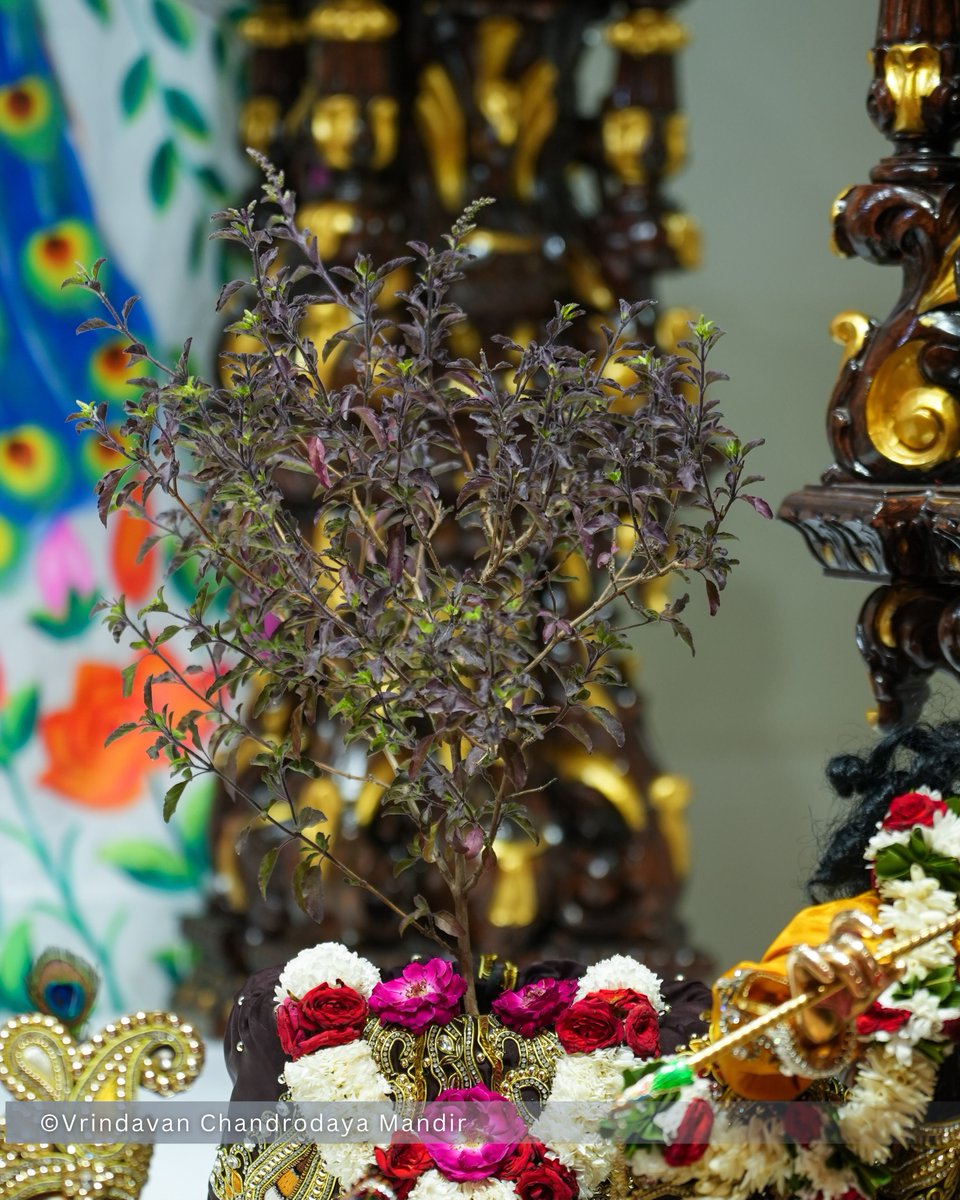 VCMVrindavan's tweet photo. Today's Sringar Darshan of Sri Radha Vrindavanchandra, 02 Oct 2026
शुक्रवार, आश्विन मास, षष्ठी तिथि, कृष्ण पक्ष, विक्रम संवत् २०८३, गौरबदा 540
    
#vrindavan #vrindavanchandrodayamandir #tallesttemple #Krishna #radha https://t.co/4fHIa4EDib