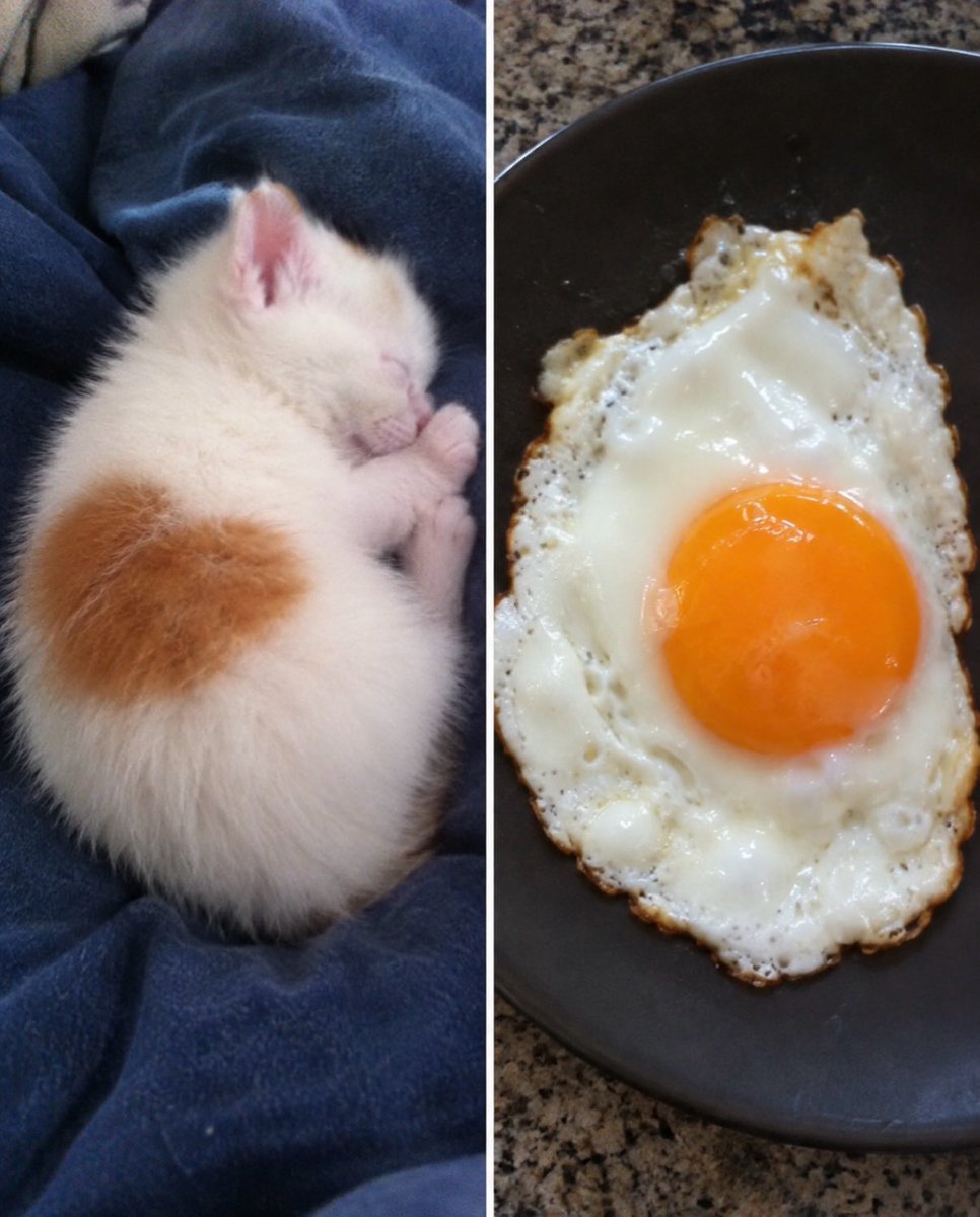 BestOfMeow's tweet photo. https://t.co/DjVlkuUDNa
