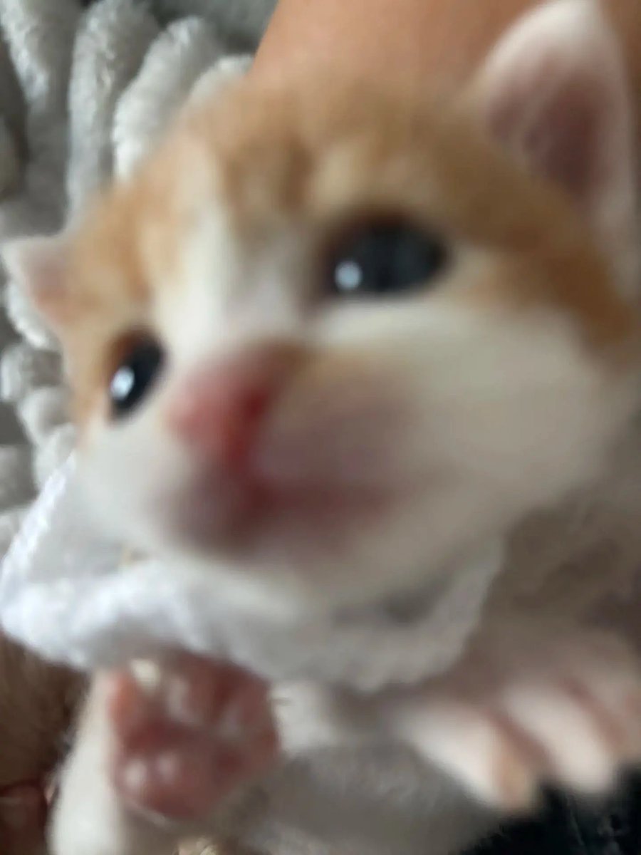 catsloversclubx's tweet photo. “I was trying to take a selfie. Things got out of focus.” 😭 https://t.co/Ksfh16o0C8