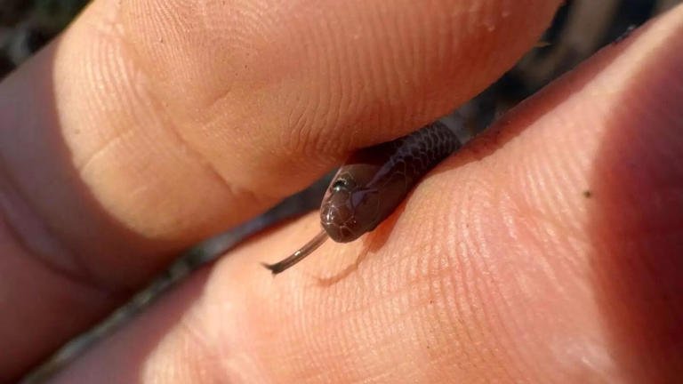 JaideepThinker's tweet photo. The Barbados thread snake is one of the tiniest snakes on the planet. It grows only up to four inches and is so thin that it looks like an earthworm. Its small size is so extreme that it can curl up on a coin. https://t.co/RQhJG60hCR