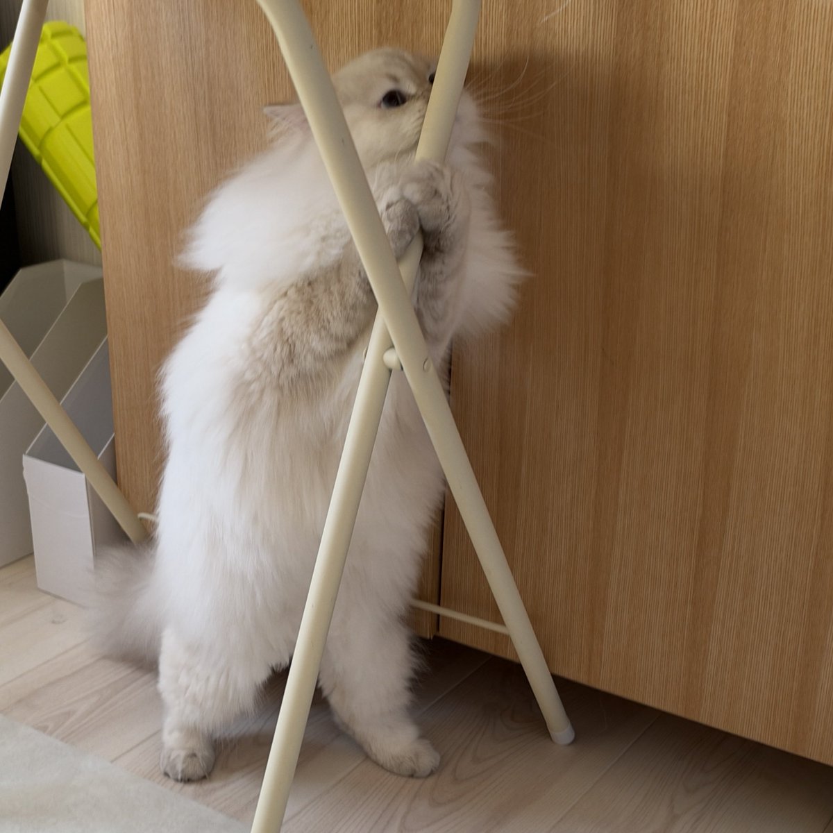 etosamacat's tweet photo. 隠れんぼしてる風のエトさま🐱 https://t.co/EPBezRcdLe