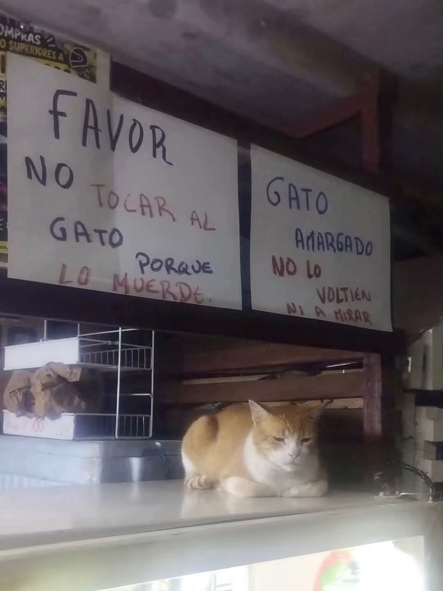 Animalesaprieto's tweet photo. Cuidado con el gato amargado https://t.co/c08LMwwFTL