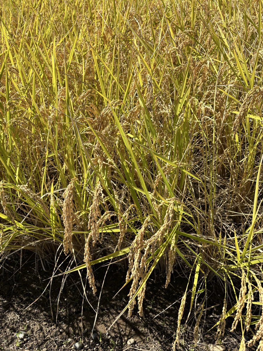 vavideuedanishi's tweet photo. 社長から稲刈りの報告が届きました📸🌾

千曲市で育てている「社長米」
今日から収穫だそうです😆🙌

気になる今年の出来は…👍✨

収穫したお米は、
また #バビ亭 でご提供する予定です🍚

あやも新米が楽しみ😋
皆さんもお楽しみに〜‼️

#上バビ https://t.co/nt7nK1UYfO