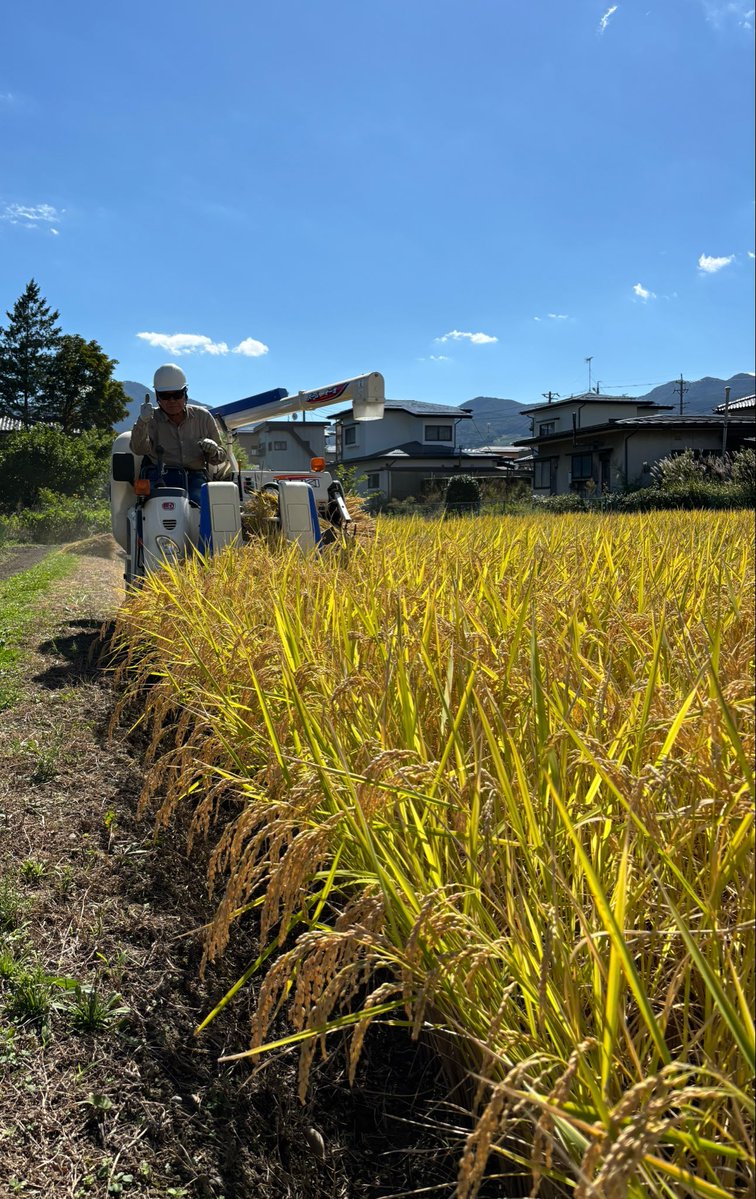 vavideuedanishi's tweet photo. 社長から稲刈りの報告が届きました📸🌾

千曲市で育てている「社長米」
今日から収穫だそうです😆🙌

気になる今年の出来は…👍✨

収穫したお米は、
また #バビ亭 でご提供する予定です🍚

あやも新米が楽しみ😋
皆さんもお楽しみに〜‼️

#上バビ https://t.co/nt7nK1UYfO
