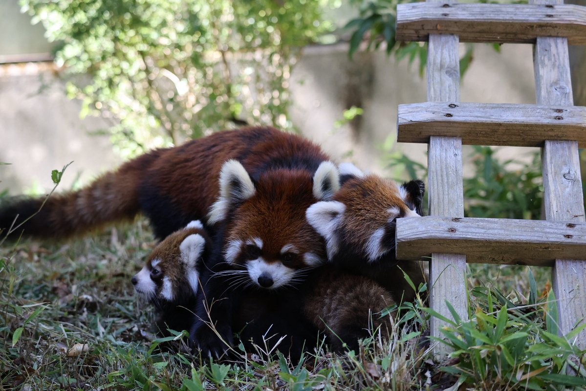 nishiyama_zoo's tweet photo. 【レッサーパンダの赤ちゃん情報】
アケビの仔メス

アケビと双子の赤ちゃんも
初めて屋外運動場へ

赤ちゃんたちは、ちょっぴりドキドキしながらも、お母さんのあとを一生懸命ついて歩いたり、遊具の上まで登ったり。

初めての場所でも元気いっぱいに動き回っていました。 https://t.co/Zdxa7NbeGX