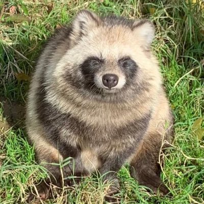 tanuki_1229kk's tweet photo. #新しいプロフィール画像 https://t.co/fVy1lDyG06