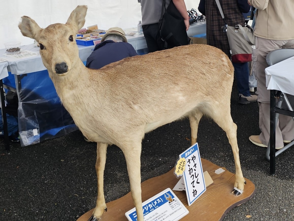hozenc_kanagawa's tweet photo. 10月10日（土）、11日（日）に山下公園で開催されるワールドフェスタ・ヨコハマ2026にて丹沢大山自然再生委員会のブースを出展します！丹沢大山の動物や自然について学んでみませんか？クマやシカのはく製と一緒に写真も撮れますよ。
https://t.co/n1wB2A99Sk
#ワールドフェスタヨコハマ https://t.co/GtPzTMLAha