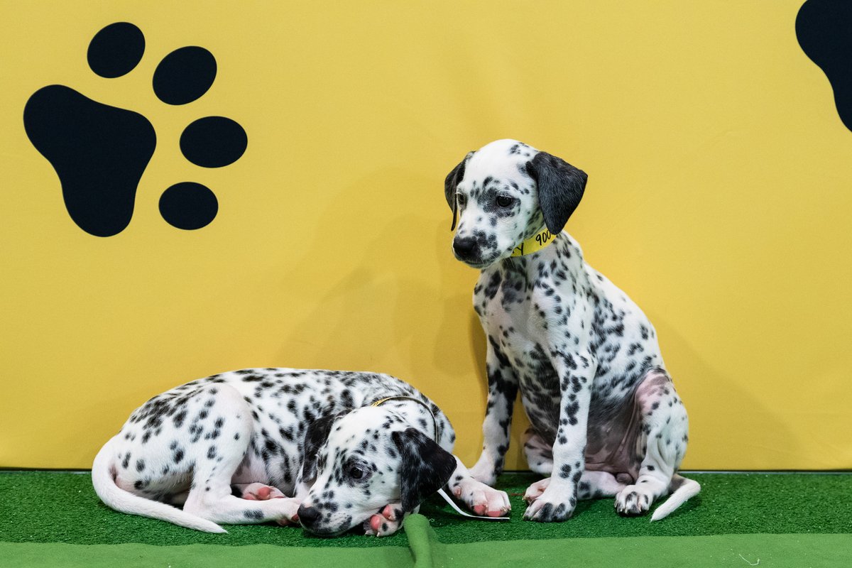 swiftcommunity's tweet photo. From thought-provoking discussions to four-legged networking opportunities, making new connections was a key theme at Sibos 2026. 🐾

Beyond the puppy lounge, the industry came together to explore some of the biggest questions shaping the future of financial services:

• How is AI changing resilience and security?
• What will it take to prepare for a quantum-safe future?
• How can we make cross-border payments feel as simple as domestic ones?
• What's needed to deliver on the G20 cross-border payments goals?
• How are Swift’s scheme, ledger and AI working together to support the future of value movement?

Above all, Sibos reinforced one thing: progress happens when the industry comes together.

Thank you to everyone who stopped by the Swift stand, joined a session, shared an idea or started a conversation.

And a special thank you to Miami Animal Rescue for helping make Sibos a little brighter while supporting an important cause.

See you next year in Singapore.

#Sibos #Swift #Payments