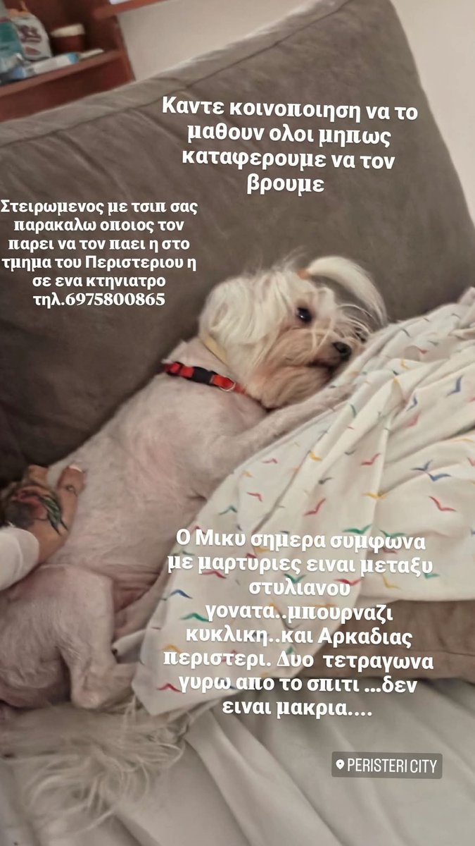 KatKatPt's tweet photo. 🆘️🆘️🆘️
Ο Μικυ χάθηκε στο Περιστέρι 
Στειρωμενος με τσιπ
Όποιος τον εντοπίσει να τον πάει στο ΑΤ Περιστερίου ή σε έναν κτηνίατρο κ να καλέσει στο τηλ
Rt 🙏 🙏 🙏 https://t.co/gbz4hRweZq