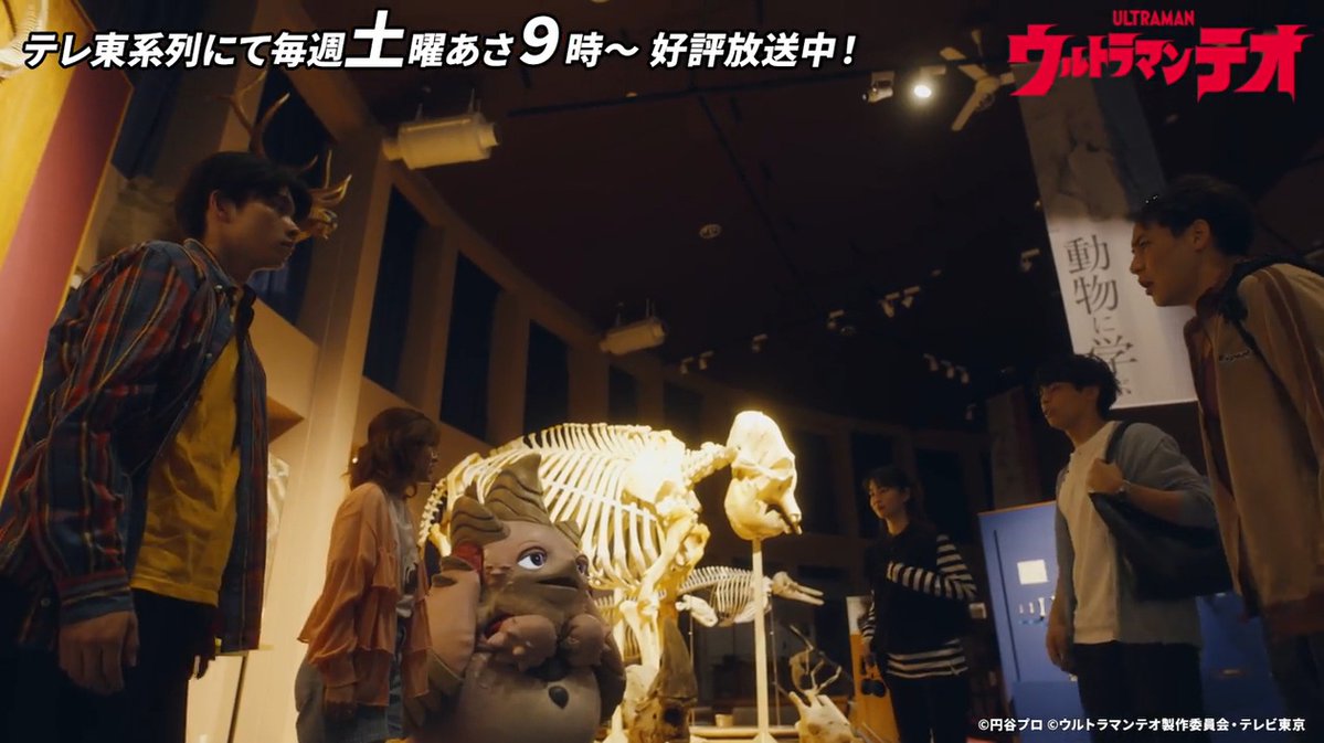 azabuuniv's tweet photo. ＼#ウルトラマンテオ #11 #12　pickup／
天文研究会のメンバーが集まるシーンは『麻布大学いのちの博物館』で撮影。小動物から大動物までホンモノの骨格標本を取り揃えた、獣医系大学ならではの施設です。実はオープニングで登場する美濃部教授のシーンもこの博物館です⇒
#ウルトラマンテオと獣医学 https://t.co/sylFjwIyHt