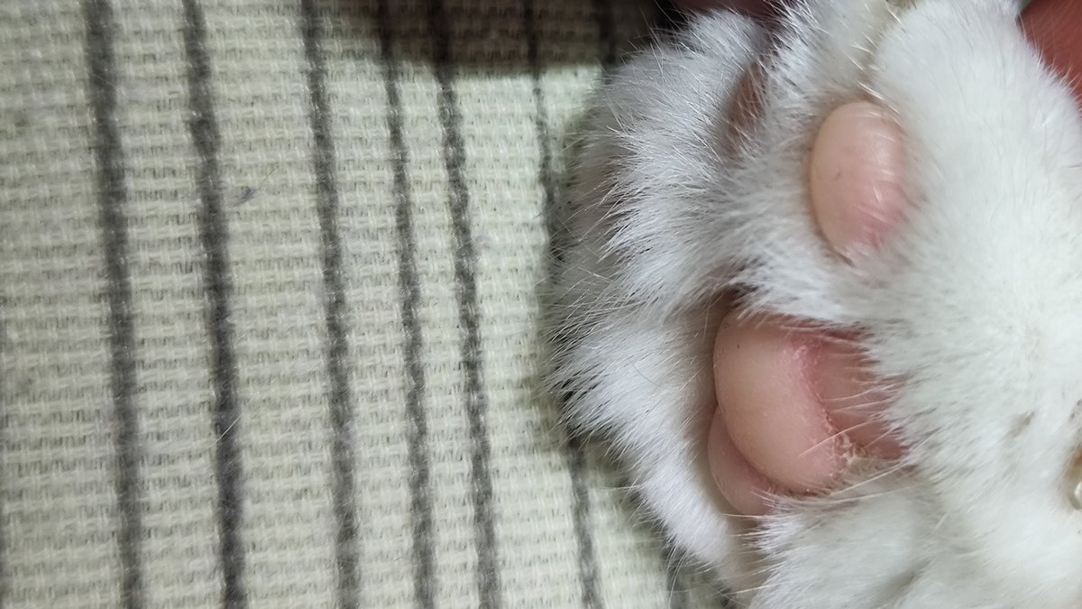 dhdld_Qhdld's tweet photo. Yuan Jingyi from She 1 has a cute nose! https://t.co/3RC0jQ43PP