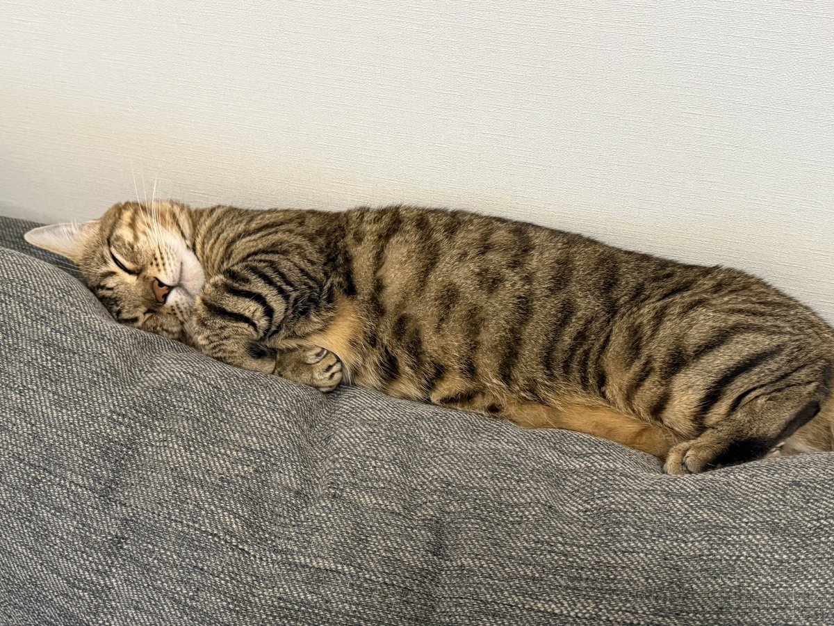 kudosen0726's tweet photo. こんにちはねこ！🙂‍↕️🙂‍↕️ https://t.co/GWYIOdwUjl