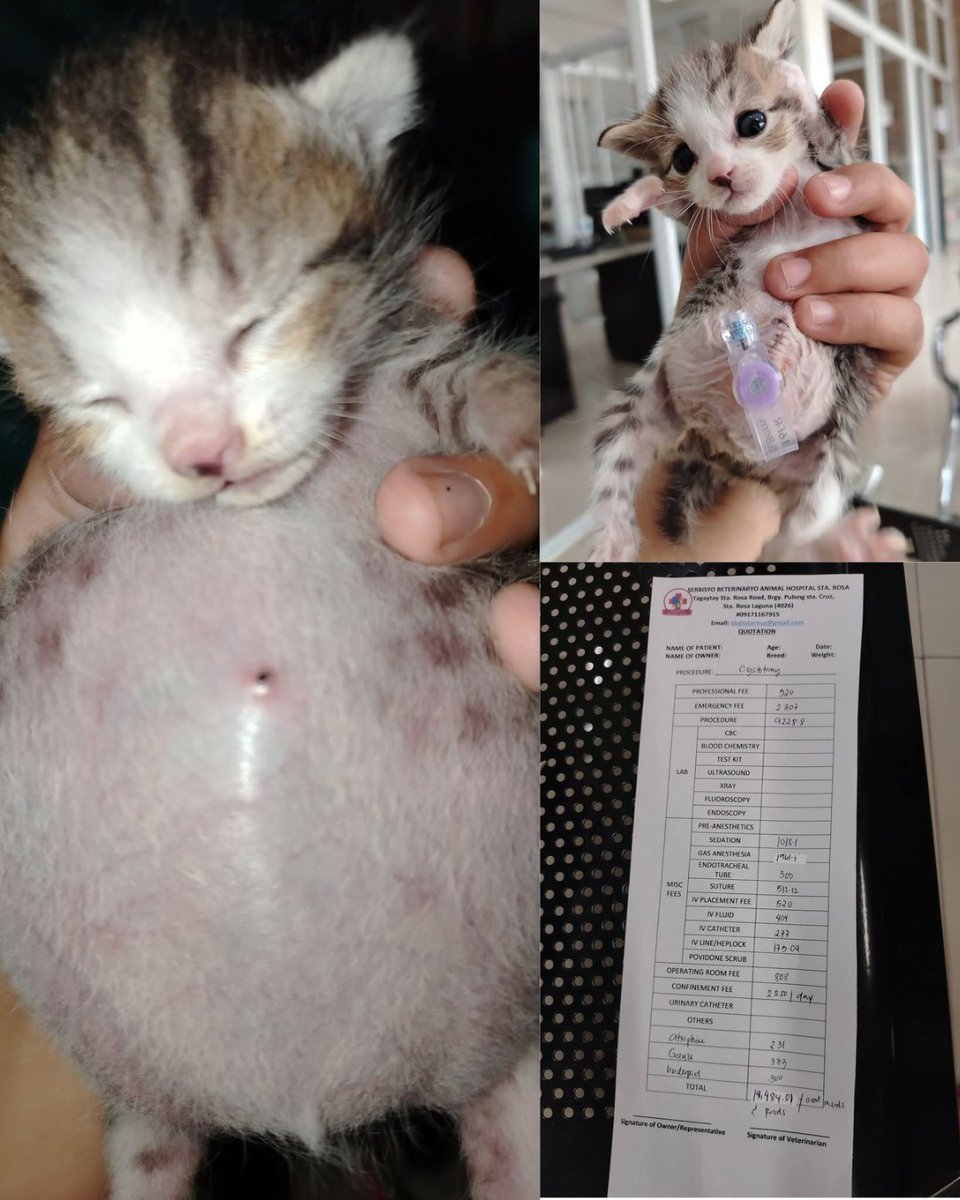 hoellieshi's tweet photo. Hi everyone! off-topic muna sa SVT. This is Kimchi, a sweet 1-month-old kitten who has a rare urinary condition that prevents him from peeing on his own. 🤍🐾
Earlier this month, Kimchi already underwent surgery. The procedure was made possible through the generous donations + https://t.co/Y85H79Yt2W