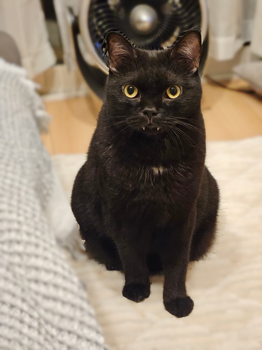 annanagoya7's tweet photo. 点検に来たおばちゃんに
「大きい猫ちゃんですねぇ〜」
って言われたうちのBIG CAT https://t.co/Up1AJMG07w