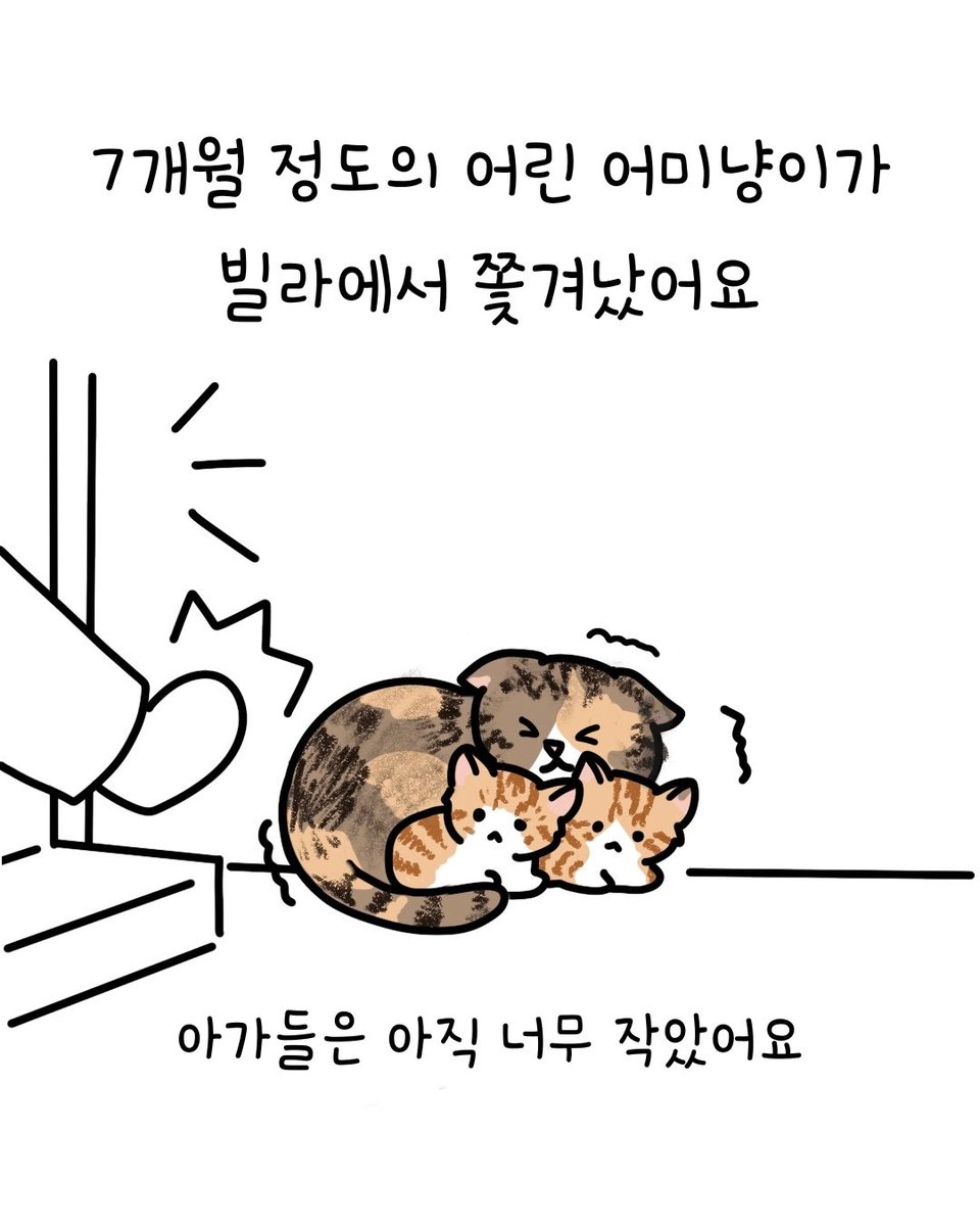 dang_nyangee's tweet photo. 타이어 사이에서 구조된 5주령 치즈 형제들이 평생 가족을 기다려요 💛 
(임시보호처도 함께 찾고 있어요!)

위험한 타이어 사이에서 구조된 아주 작은 형제들이에요. 🐱🐱
이제는 불린 건사료도 야무지게 먹기 시작했답니다! 🍼✨

앞으로 평생 사랑으로 함께해 주실 가족을 기다리고 있어요. 🏡

💌 문의는 신중히 생각 후 DM 주세요! 

아이들이 좋은 가족을 만날 수 있도록
스토리 공유 · 리포스트 · 좋아요 · 댓글로 함께해 주세요. 🙏🏻

#고양이입양 #고양이입양홍보 #아기고양이 #아기고양이입양 #치즈고양이