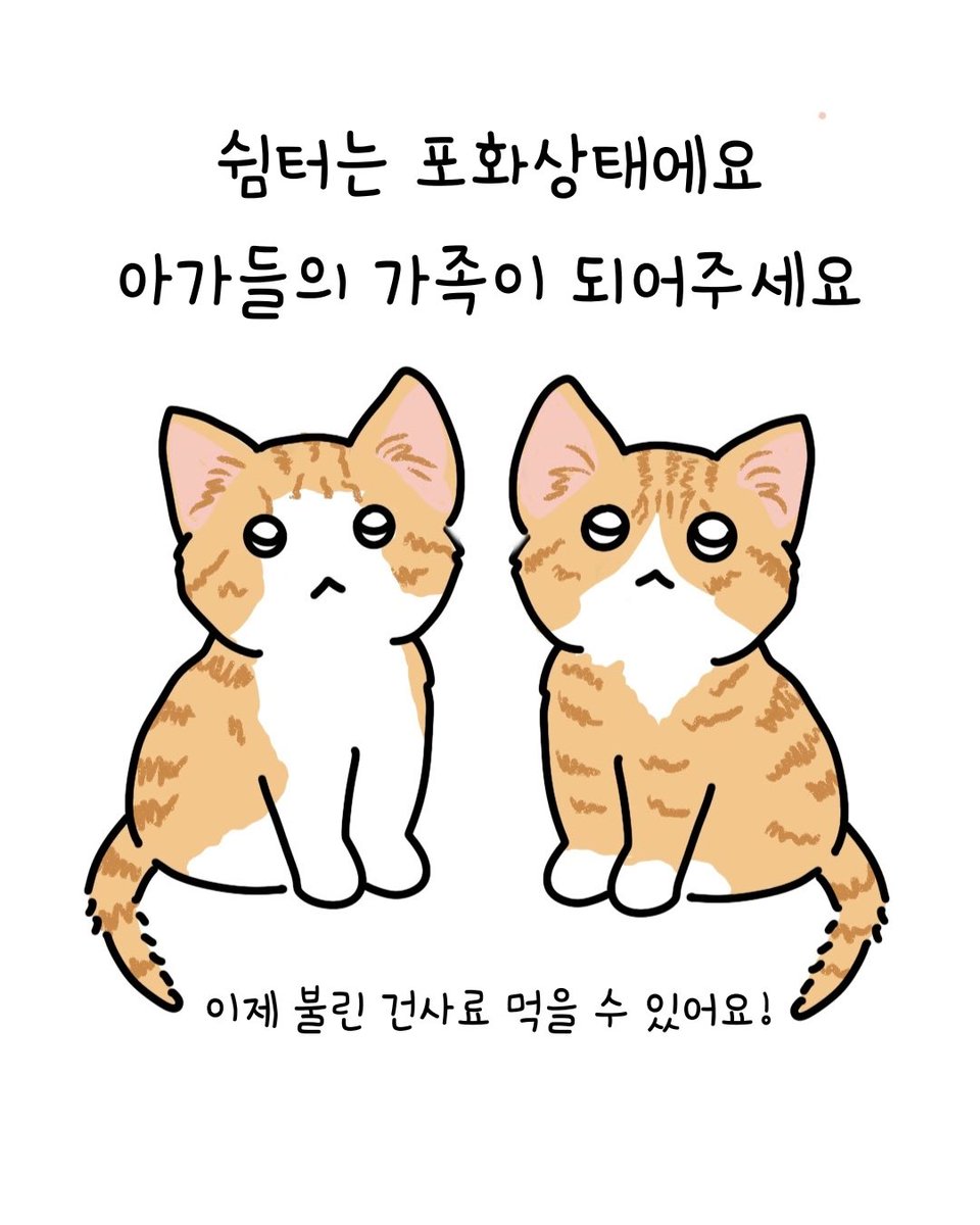 dang_nyangee's tweet photo. 타이어 사이에서 구조된 5주령 치즈 형제들이 평생 가족을 기다려요 💛 
(임시보호처도 함께 찾고 있어요!)

위험한 타이어 사이에서 구조된 아주 작은 형제들이에요. 🐱🐱
이제는 불린 건사료도 야무지게 먹기 시작했답니다! 🍼✨

앞으로 평생 사랑으로 함께해 주실 가족을 기다리고 있어요. 🏡

💌 문의는 신중히 생각 후 DM 주세요! 

아이들이 좋은 가족을 만날 수 있도록
스토리 공유 · 리포스트 · 좋아요 · 댓글로 함께해 주세요. 🙏🏻

#고양이입양 #고양이입양홍보 #아기고양이 #아기고양이입양 #치즈고양이
