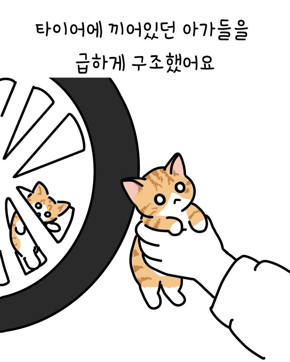 dang_nyangee's tweet photo. 타이어 사이에서 구조된 5주령 치즈 형제들이 평생 가족을 기다려요 💛 
(임시보호처도 함께 찾고 있어요!)

위험한 타이어 사이에서 구조된 아주 작은 형제들이에요. 🐱🐱
이제는 불린 건사료도 야무지게 먹기 시작했답니다! 🍼✨

앞으로 평생 사랑으로 함께해 주실 가족을 기다리고 있어요. 🏡

💌 문의는 신중히 생각 후 DM 주세요! 

아이들이 좋은 가족을 만날 수 있도록
스토리 공유 · 리포스트 · 좋아요 · 댓글로 함께해 주세요. 🙏🏻

#고양이입양 #고양이입양홍보 #아기고양이 #아기고양이입양 #치즈고양이