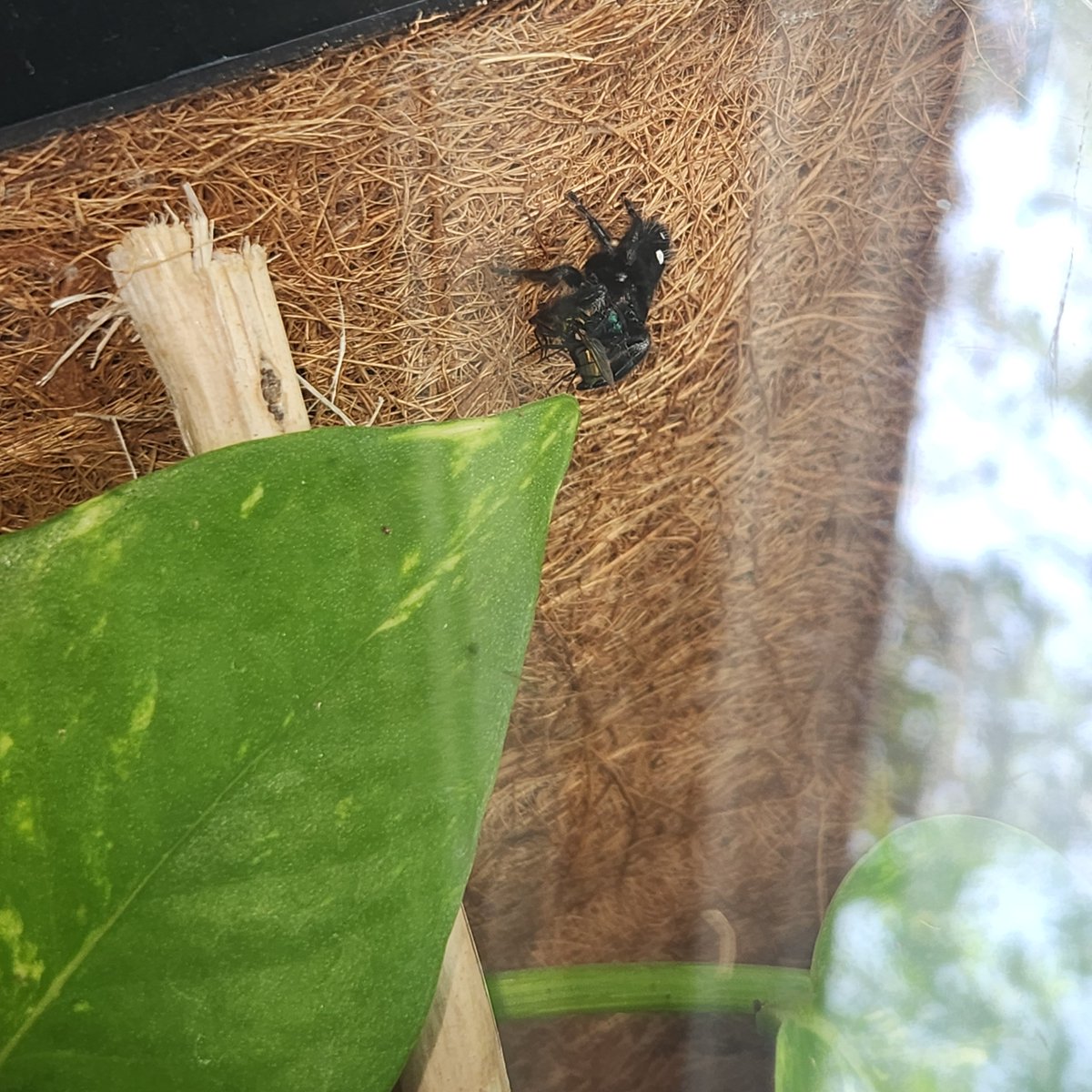 SSSSDawn's tweet photo. finally the new enclosure is set up https://t.co/JPtZwA6dWq