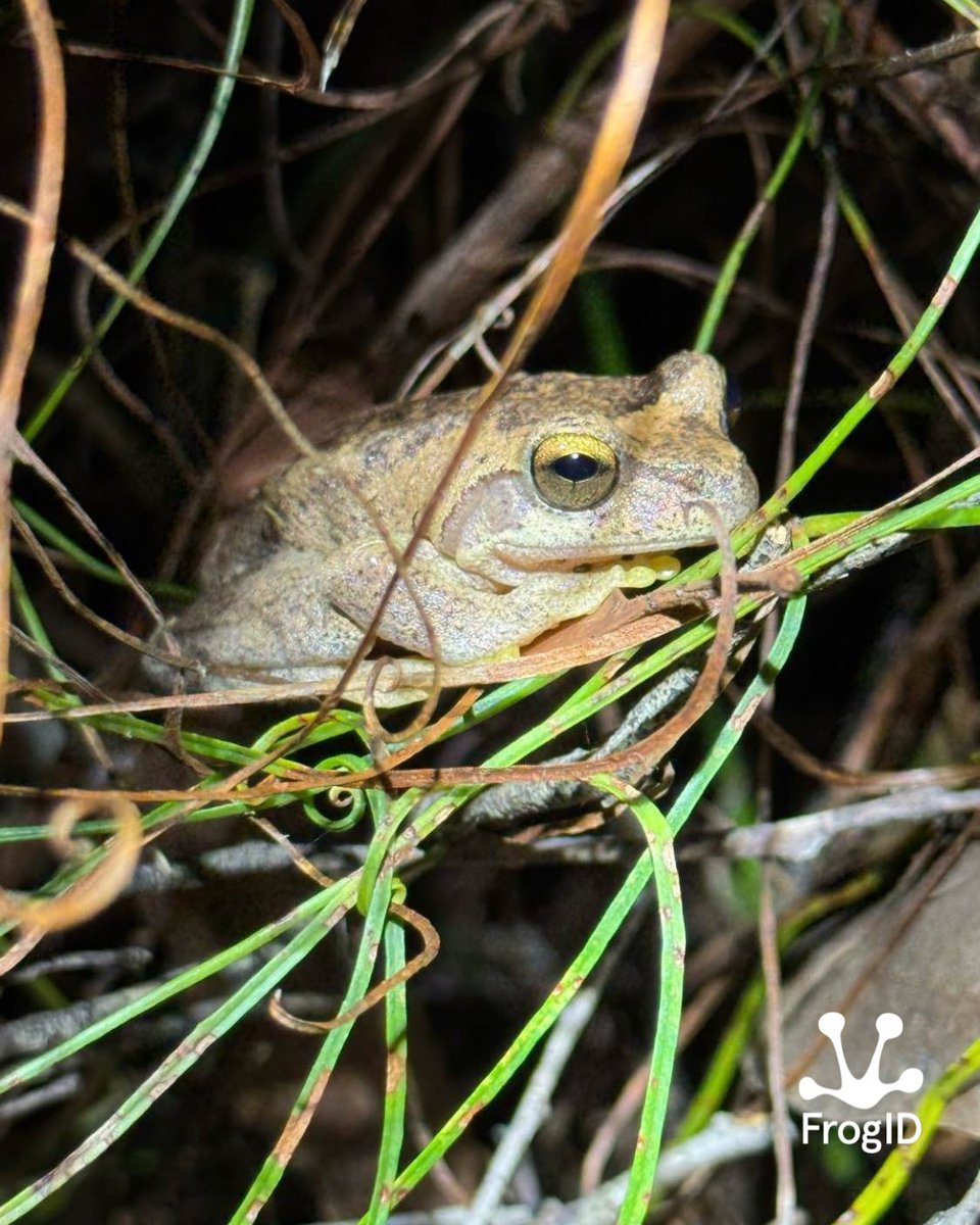 FrogIDAus's tweet photo. We're excited to receive another recording of the threatened Northern Heath Frog (Rawlinsonia littlejohni) from NSW by Sophie poole.
With just over 120 records in the #FrogID database, every recording helps improve our understanding of where this Endangered frog persists. https://t.co/uHPHtwnVTY