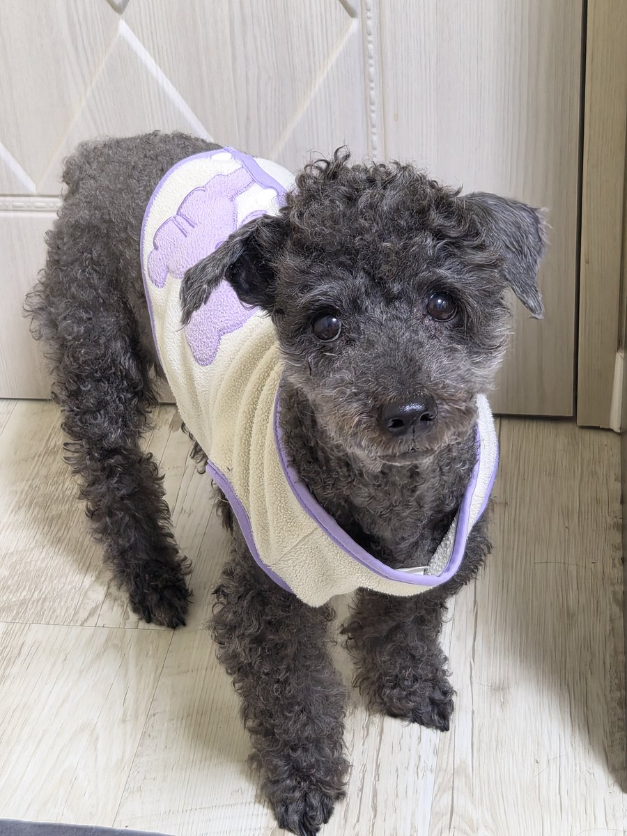 PoodleCharles's tweet photo. 모기 잡느라 방안에 같이 갇혔는데 전혀 이해못한 표정 https://t.co/onZNS5Li28