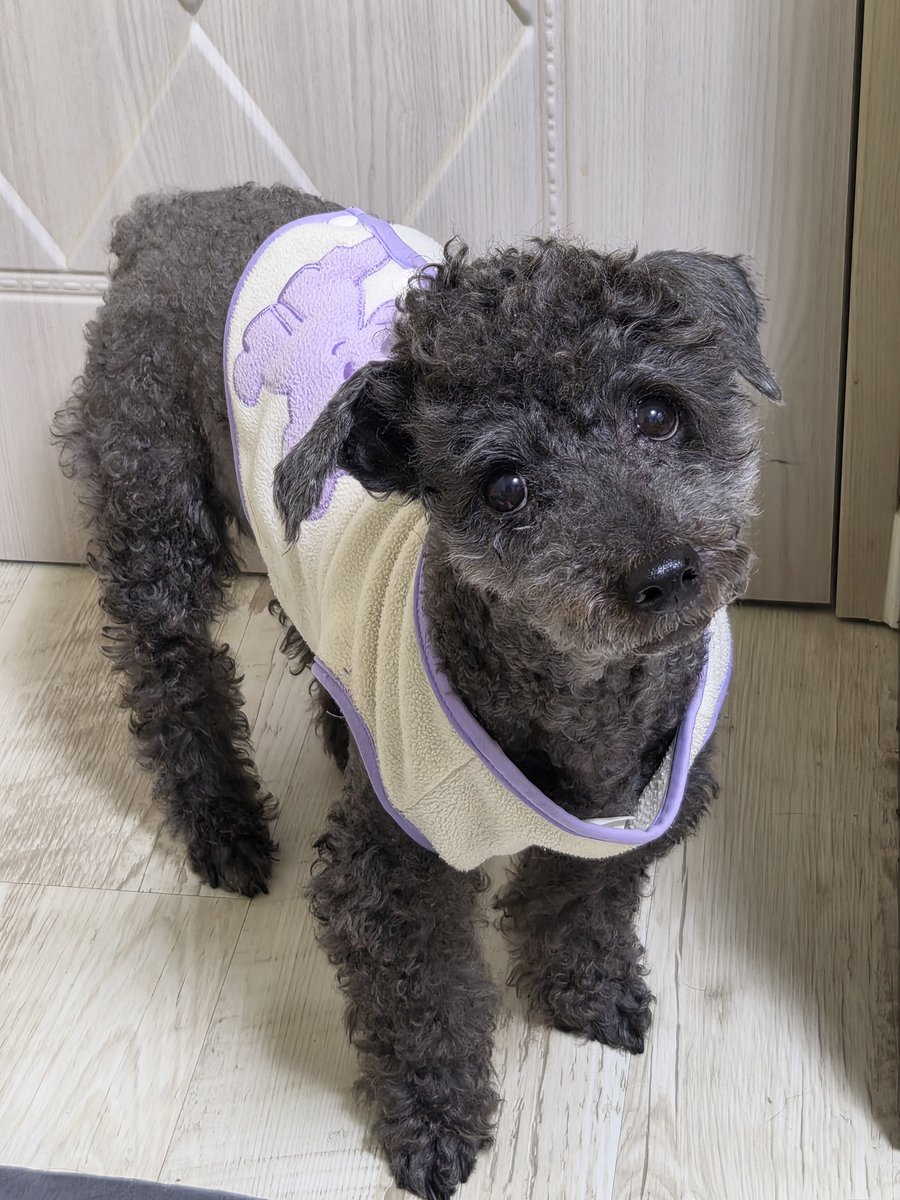 PoodleCharles's tweet photo. 모기 잡느라 방안에 같이 갇혔는데 전혀 이해못한 표정 https://t.co/onZNS5Li28