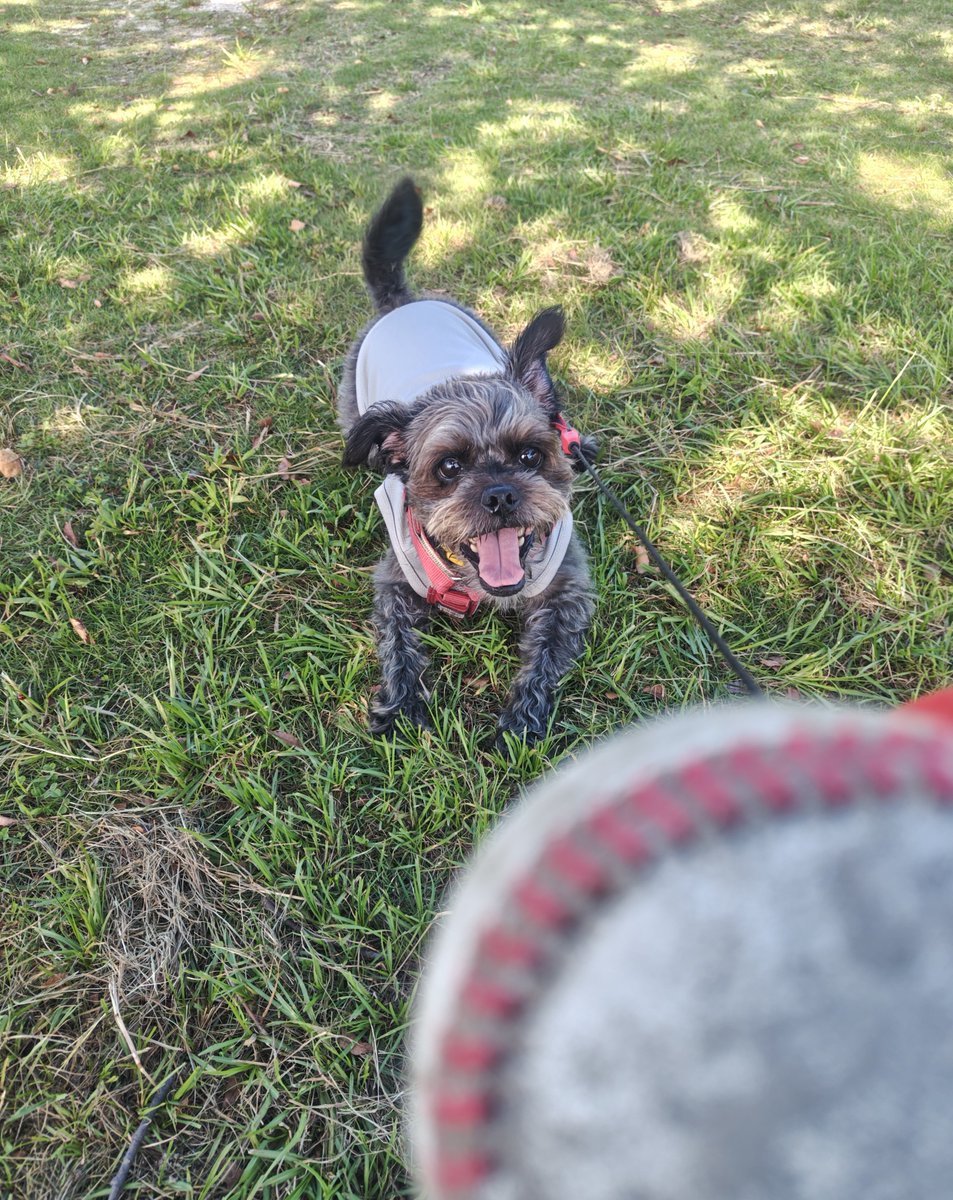Jrtnano's tweet photo. 海ん��🐕️🌊
お天気最高だったので久しぶりに海辺の公園へ
川好き坊っちゃん、やっぱり海は受けが悪いなぁ😅うっかり波にやられてあえなく退散〜
🐶「お水がショッパイからダメなの」
秋空の公園でいっぱい遊んで帰ったらバタンキューです😊
#パグプー #犬散歩 #犬との暮らし https://t.co/fCpfBpct6a