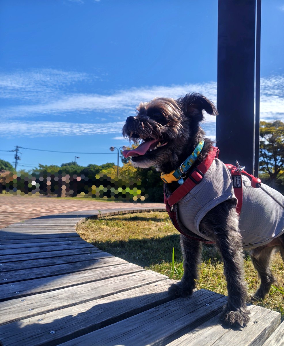 Jrtnano's tweet photo. 海ん��🐕️🌊
お天気最高だったので久しぶりに海辺の公園へ
川好き坊っちゃん、やっぱり海は受けが悪いなぁ😅うっかり波にやられてあえなく退散〜
🐶「お水がショッパイからダメなの」
秋空の公園でいっぱい遊んで帰ったらバタンキューです😊
#パグプー #犬散歩 #犬との暮らし https://t.co/fCpfBpct6a