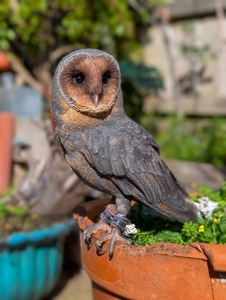 verityhill5's tweet photo. She's just so precious ✨🦉❤️ https://t.co/x8HPRfK579